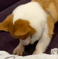 《推动公募基金高质量发展行动方案》带来哪些利好?