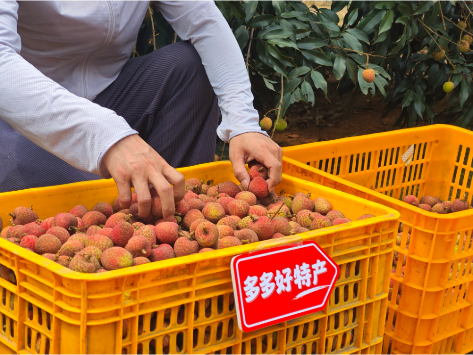 单季净利润再跌47%，拼多多为什么不慌？