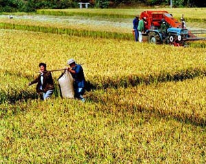 如何处理农村土地相关事务？农村宅基地过户的操作流程是什么？