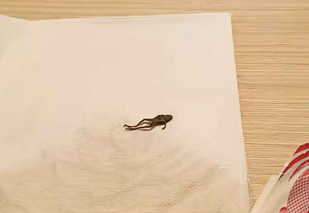 “奈雪的茶”茶包喝出青蛙？当事人再发声！