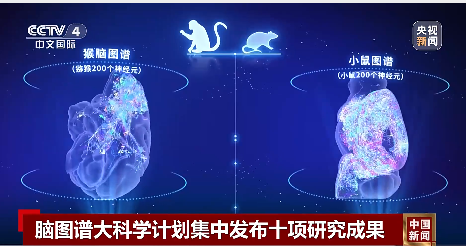 我国科学家在世界上首次绘制!事关脑科学