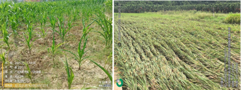 中央气象台：全国农业气象月报（2025年08月05日）