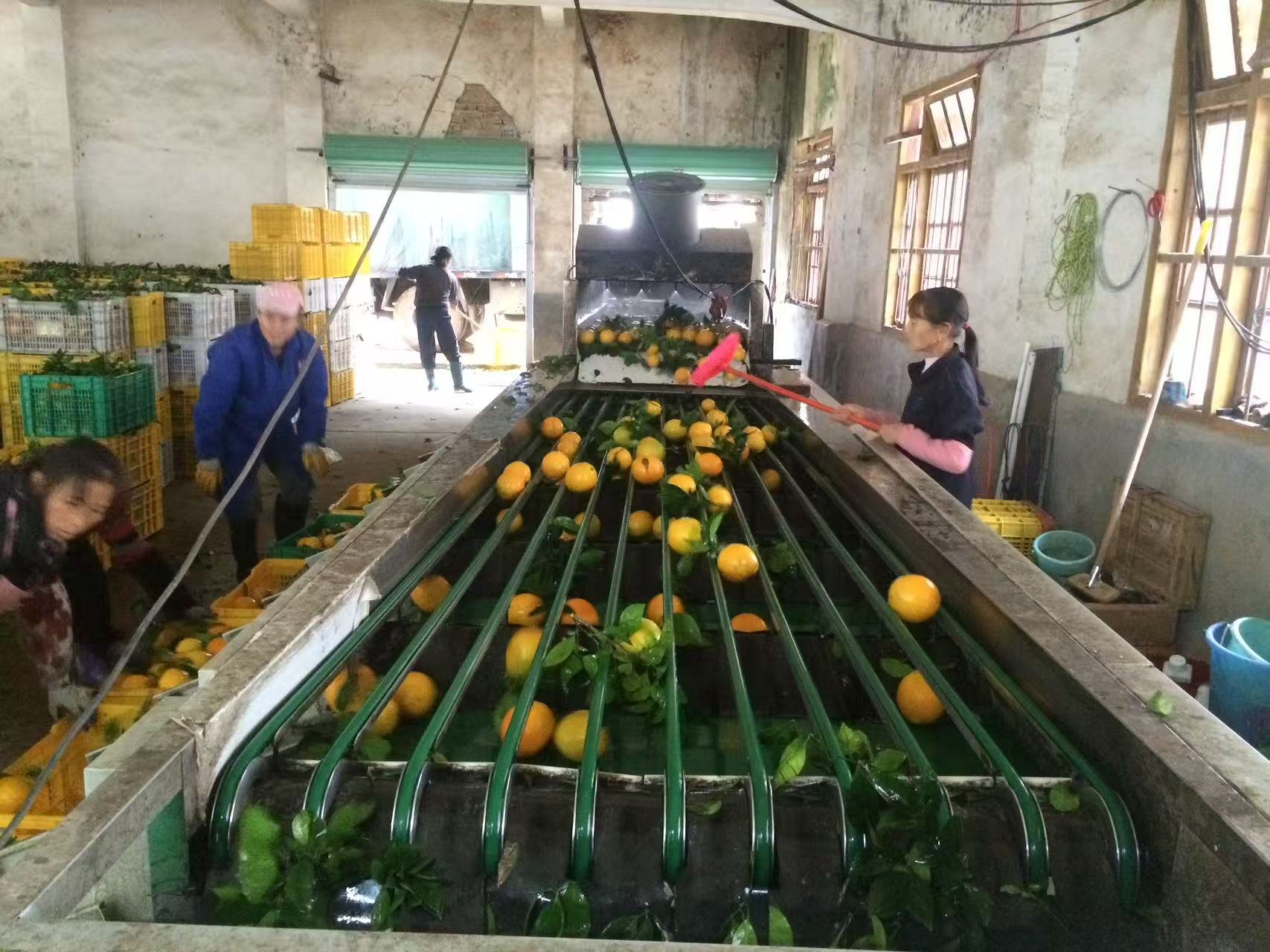 2万月薪吃不起百果园？这些进口高端水果正在被国产平替掉