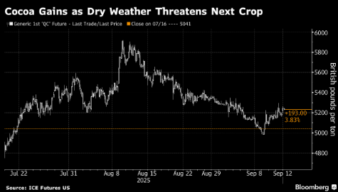 可可期货本周势将上涨 西非干旱威胁下季产量