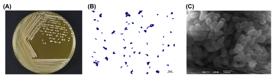 应酬黑科技！华大「解酒菌」BGI-J9登上国际期刊！