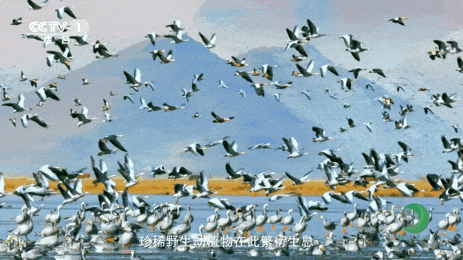 这场烟花，是致敬还是失敬