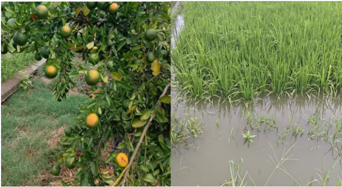 中央气象台：全国农业气象月报（2025年10月05日）