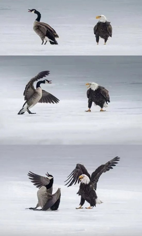 牛弹琴：更肮脏的游戏来了