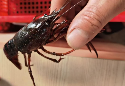 “不干就输了”，退伍老兵虾田创业，借力分期乐普惠盘活四百亩小龙虾