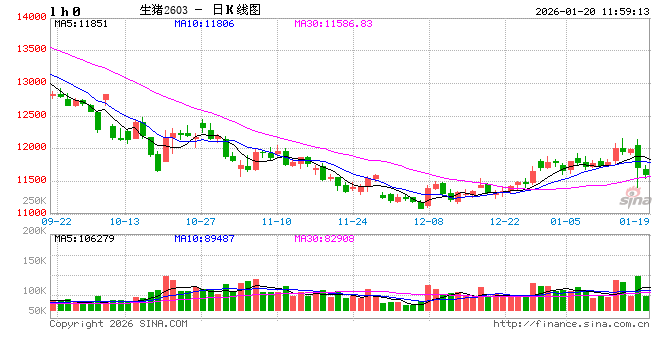 2025年四季度淘汰母猪：价格跟随肥猪震荡，抗跌属性成亮点