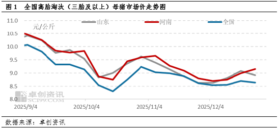 2025年四季度淘汰母猪：价格跟随肥猪震荡，抗跌属性成亮点