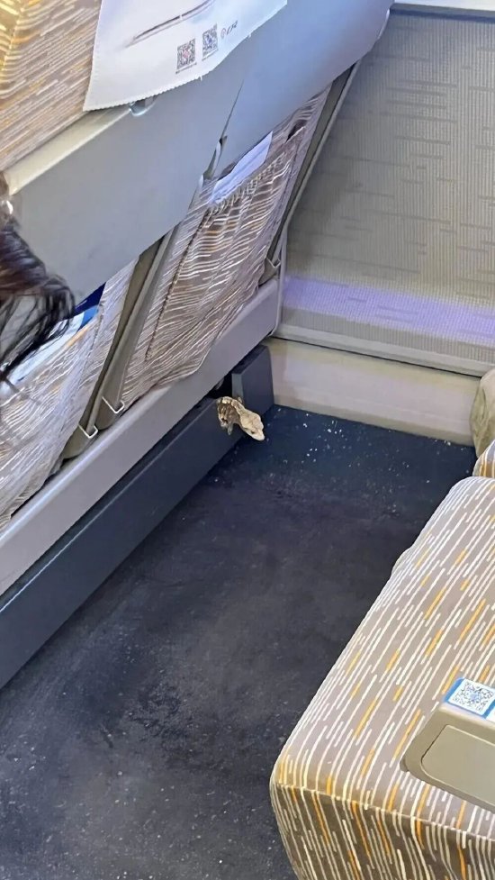 高铁座椅下突然钻出一只蜥蜴，官方回应-313啦实用网