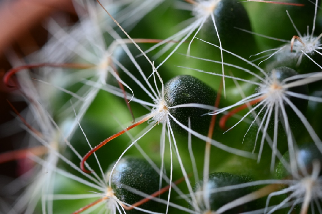 世界野生动植物日 尼康以影像绘就自然生灵之美-313啦实用网