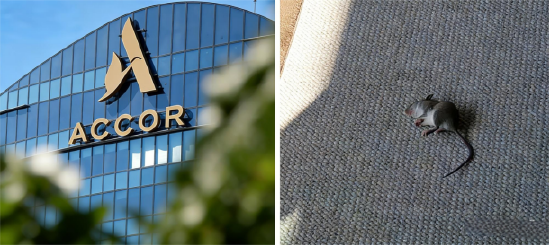 “花9800元住酒店，仨老鼠陪睡一晚！”莱佛士酒店闹鼠患？酒店称已消杀，《消失的她》曾取景-313啦实用网