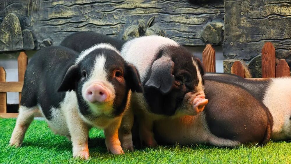 新华社调查：猪肉价格为何持续下跌？-313啦实用网