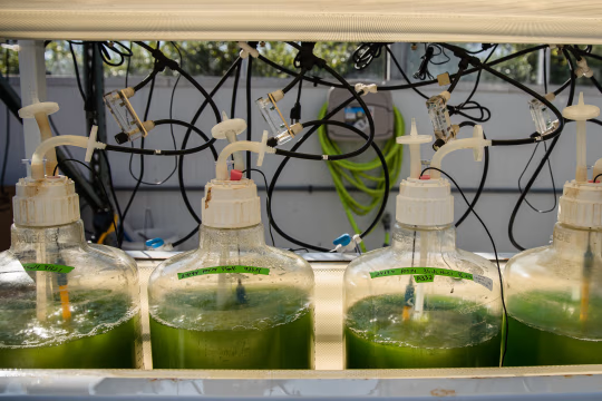 埃克森科学家曾对藻类生物燃料存疑 但这家石油巨头仍大肆宣传