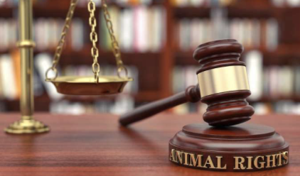 证监会一日下发6份罚单、4家被立案,4类隐匿伎俩踩入监管红线-313啦实用网