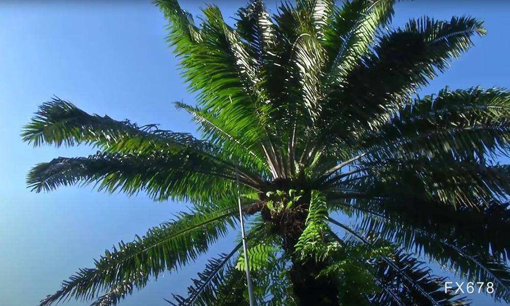 棕榈油窄幅收低：获利了结压制盘面，泰国出口限制提供底部缓冲-313啦实用网