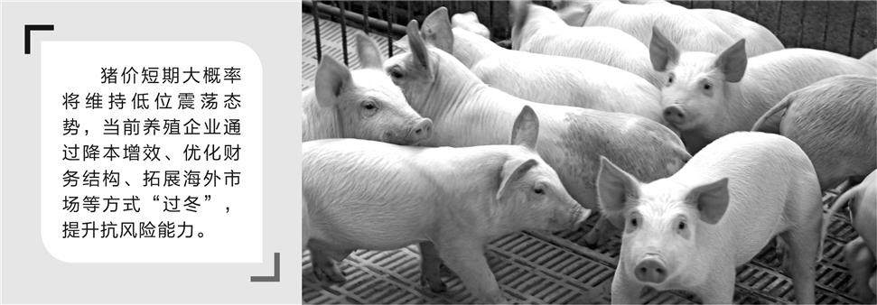 最难“猪周期”来临 养殖企业多举措“熬冬”-313啦实用网