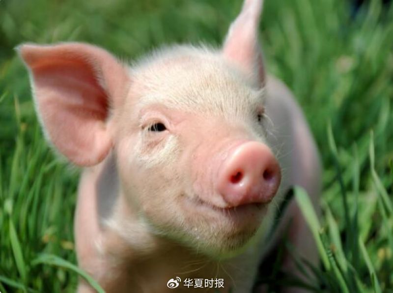 猪周期失效？生猪价格创8年新低，本轮底部还要熬多久？-313啦实用网
